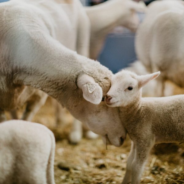 Sheep and lamb at CHS Miracle of Birth Center
