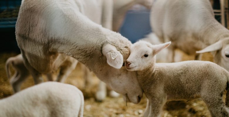 Sheep and lamb at CHS Miracle of Birth Center