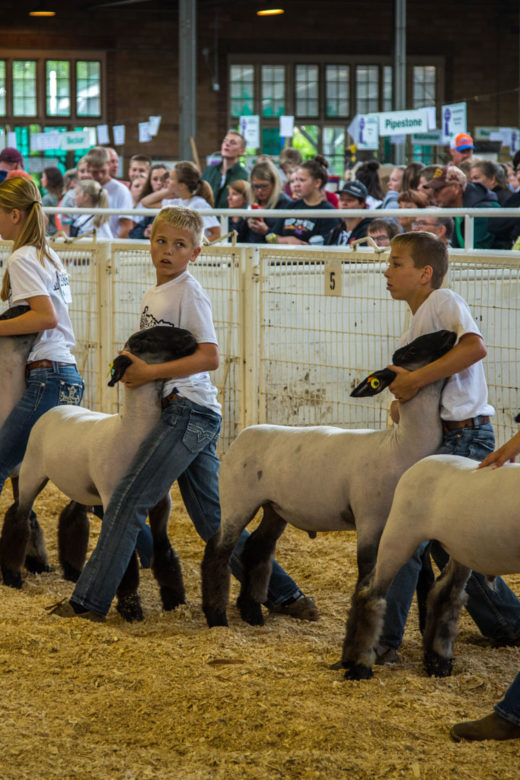 Young exhibitors displaying their sheep