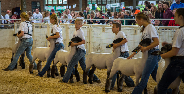 Young exhibitors displaying their sheep