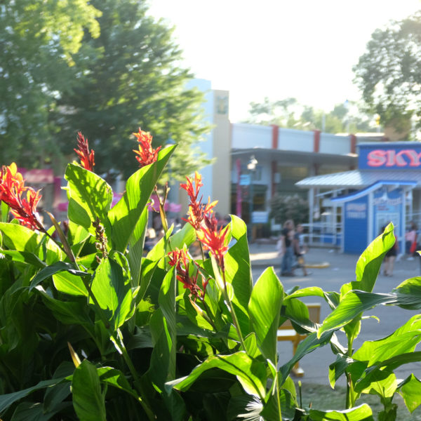 Flowers outside of the Skyride, showcasing the work of our greenhouse staff